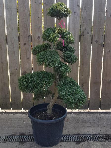 Japanese holly, Ilex Crenata Cloud Tree, you buy this exact tree, delivery UK