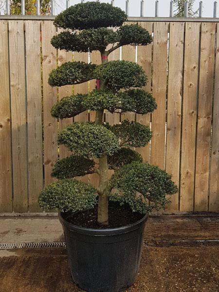 Stunning mature, single stemmed Ilex Crenata Cloud Tree, for sale online UK delivery