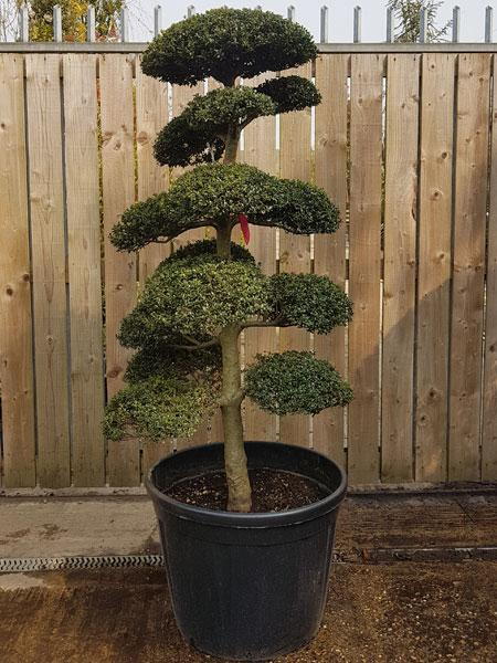 Large sized Japanese Cloud trees, Ilex Crenata Cloud Tree Buy UK