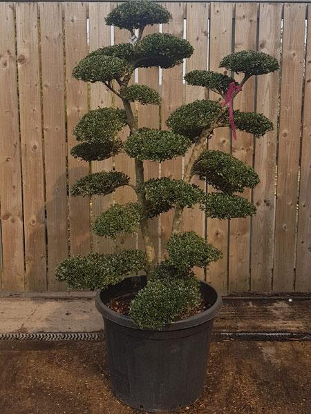 Unique Japanese cloud trees trained from Ilex Crenata, you buy this exact tree. UK delivery.