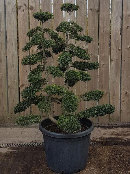 Mature double stemmed Ilex Crenata Cloud Trees - you buy this exact tree.