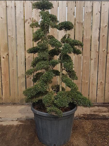 Spectacular Japanese Ilex Crenata Cloud Tree, you