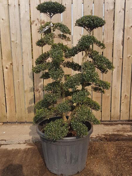 Japanese bonsai - clipped topiary Ilex Crenata Cloud Tree, you buy this exact tree in the image - we deliver in the UK