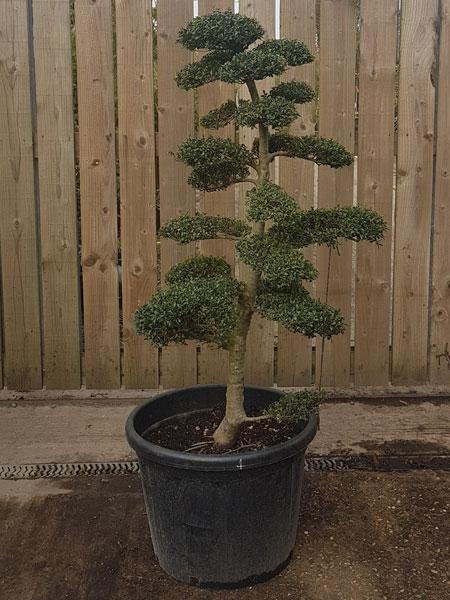 Buy this exact Japanese Ilex Crenata Cloud Tree in this image - delivery UK