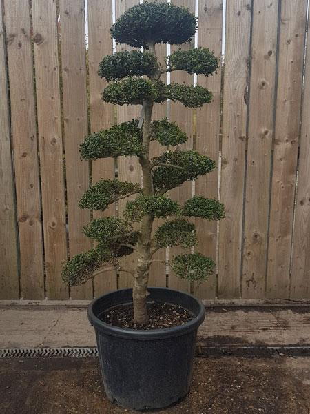 Beautiful single stem Ilex Crenata Cloud Tree for sale online - you buy this exact tree in the image - UK delivery.