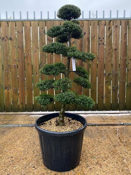 Japanese Ilex Crenata Cloud Tree