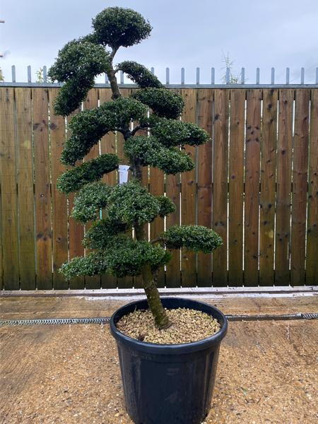 Japanese Ilex Crenata Cloud Tree