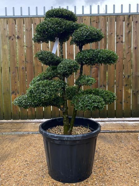Japanese Ilex Crenata Cloud Tree