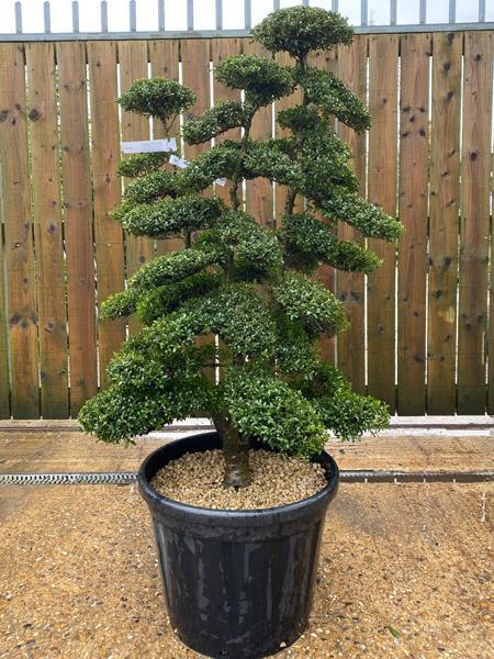 Japanese Ilex Crenata Cloud Tree