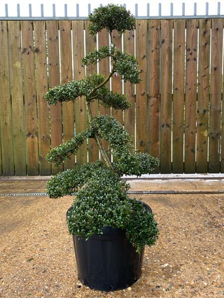 Japanese Ilex Crenata Cloud Tree