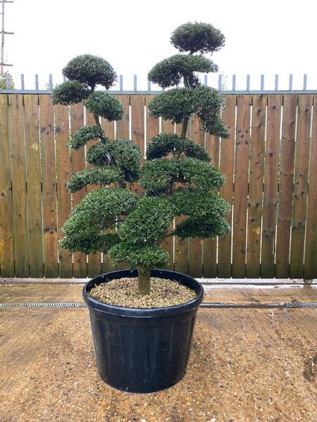 Japanese Ilex Crenata Cloud Tree