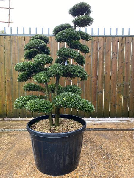 Japanese Ilex Crenata Cloud Tree