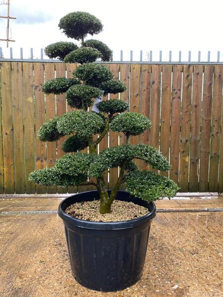 Japanese Ilex Crenata Cloud Tree