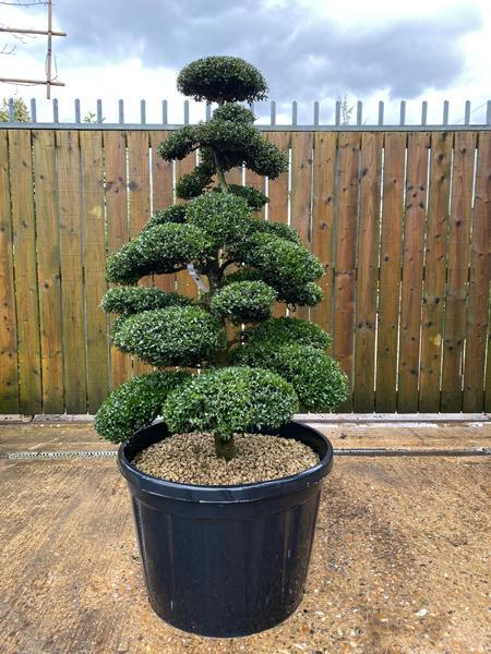 Japanese Ilex Crenata Cloud Tree