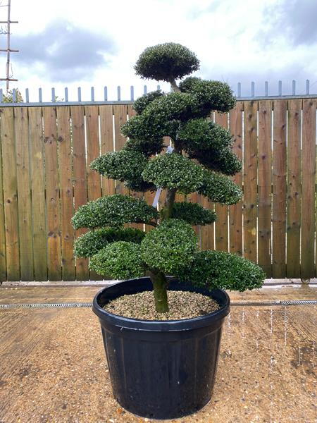 Japanese Ilex Crenata Cloud Tree