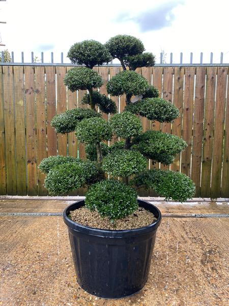 Japanese Ilex Crenata Cloud Tree