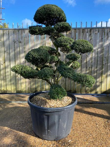 Japanese Ilex Crenata Cloud Tree