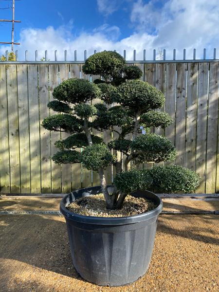 Japanese Ilex Crenata Cloud Tree
