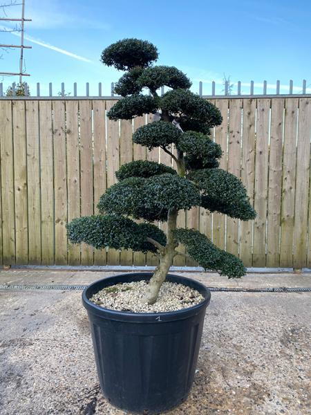 Japanese Ilex Crenata Cloud Tree