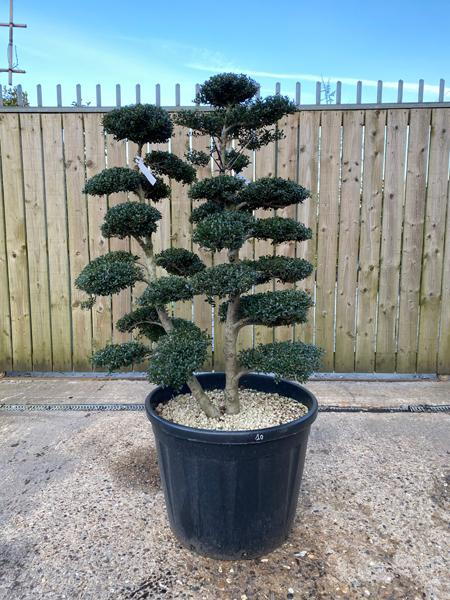 Japanese Ilex Crenata Cloud Tree