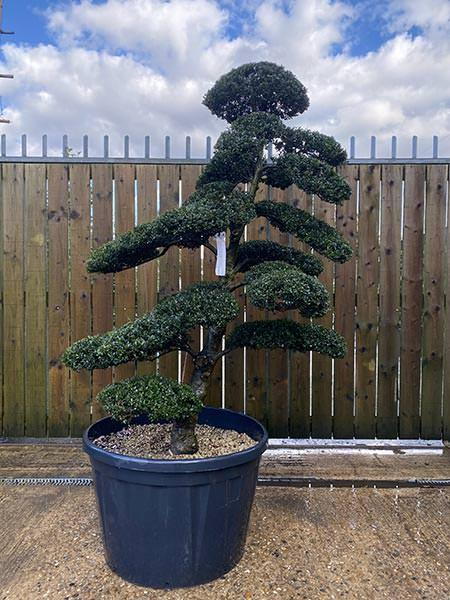 Japanese Ilex Crenata Cloud Tree
