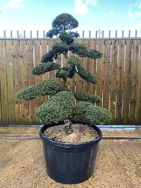 Japanese Ilex Crenata Cloud Tree
