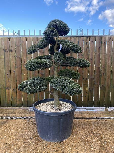 Japanese Ilex Crenata Cloud Tree