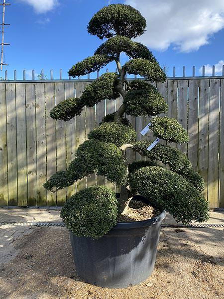 Japanese Ilex Crenata Cloud Tree