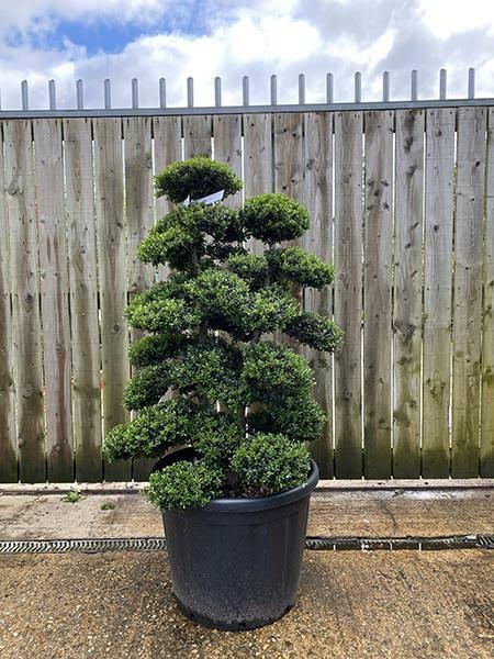 Ilex Crenata Cloud Tree