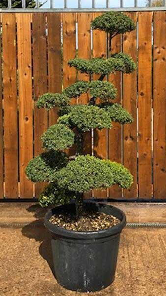 Cloud tree specialist nursery, Japanese cloud trees to buy online with UK and Ireland delivery.