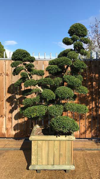 Double stemmed cloud tree, mature and trained by experts in Japanese Niwaki, buy this tree online with UK and Ireland delivery.