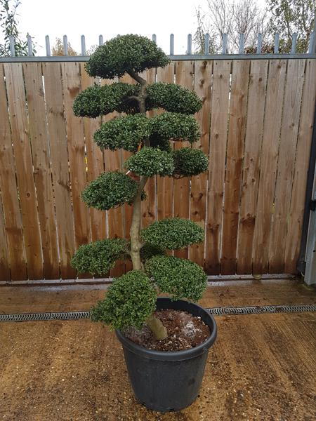 Japanese Holly, Ilex Crenata Cloud tree trained topiary trees, you buy this exact tree in the image, nationwide delivery UK