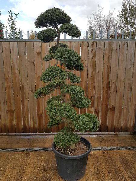 Japanese Holly, Ilex Crenata Cloud Tree Shape, specimen trees, you buy this exact tree, for sale online UK delivery.
