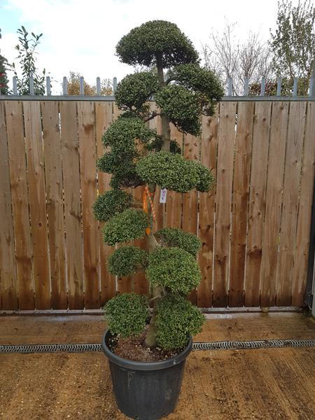 Beautiful Japanese Cloud trees - trained from Ilex Crenata, Japanese Holly. You buy this exact tree online and we deliver in the UK.