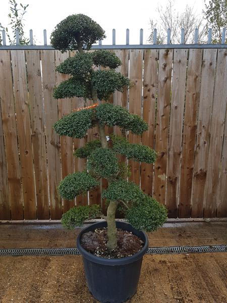 Ilex Crenata Cloud Trees, excellent quality, expertly trained, you buy this exact tree in the image, we deliver throughout the UK