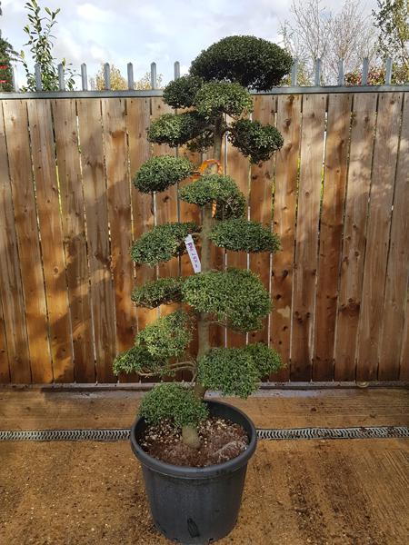 Ilex Crenata Cloud Tree, mature single stemmed tree trained from Japanese Holly, you buy this exact tree, UK delivery.