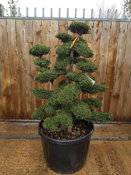 Garden nursery specialising in unique Japanese Cloud Trees, huge selection for sale online, you buy the tree you see in the image, UK delivery