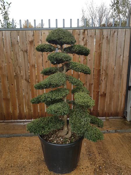 Beautiful double stemmed Ilex Crenata Cloud Trees, you buy this exact tree, for sale online with nationwide delivery UK