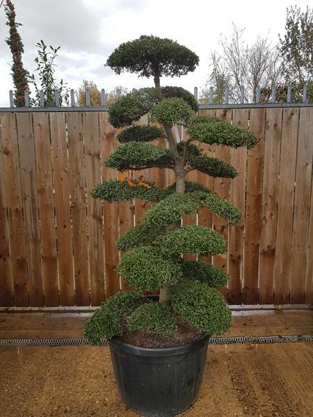 Cloud Trees - Japanese Ilex Crenata trees, shaped by experts into these beautiful topiary trees, you buy this exact tree, delivered UK