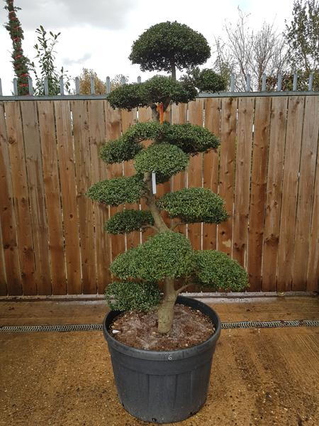 Japanese Cloud tree specialist nursery in London - we deliver throughout the UK. This is the exact tree you are buying in this image.