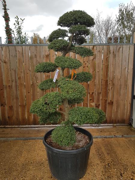 Japanese Cloud Tree specialist nursery in London - huge selection of Ilex Crenata niwaki shaped trees, buy this exact tree online - UK delivery