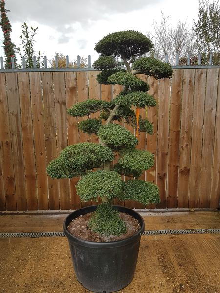 Single stemmed cloud tree - Ilex Crenata Japanese Holly - expertly trained into this stunning shaped tree, you are buying this exact tree, UK delivery