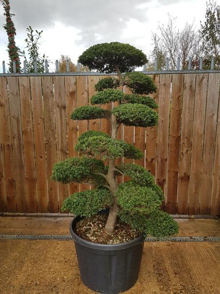 Japanese Holly Cloud Tree - mature specimen large size and great quality, you