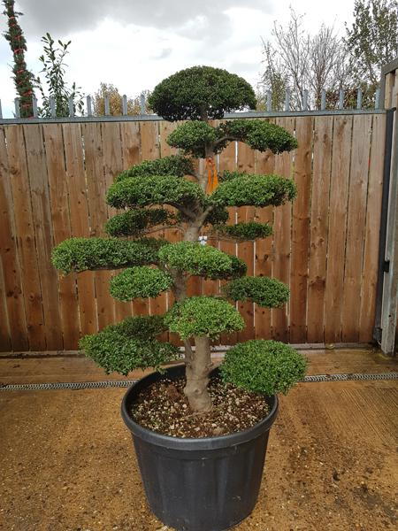 Stunning shaped Ilex Crenata Japanese Cloud tree - this is the exact tree you