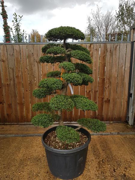 Ilex Crenata Cloud Tree, mature specimen tree, you buy this exact tree, we deliver throughout the UK