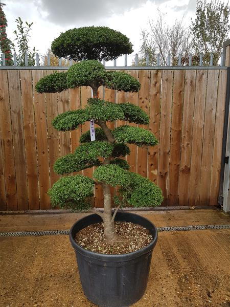 Beautiful unique Cloud tree - you buy the tree in this image, mature specimen, trained by Japanese experts in topiary, buy UK