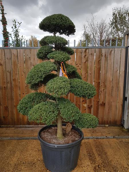 Exquisitely trained by Niwaki experts, you buy this exact Japanese Holly Cloud Tree - we deliver throughout the UK