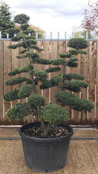 Stunning Japanese Cloud Tree - Ilex Crenata double stemmed tree - over 20 years old, for sale online UK