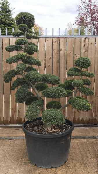 Large and mature Japanese Cloud Tree, rare double stemmed specimen tree, over 20 years old, buy online UK