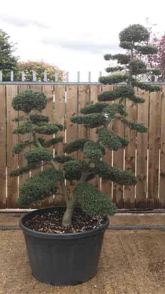 Mature Niwaki Cloud tree, large sized tree with a double stem, trained over many years in Japan. Buy online with UK delivery
